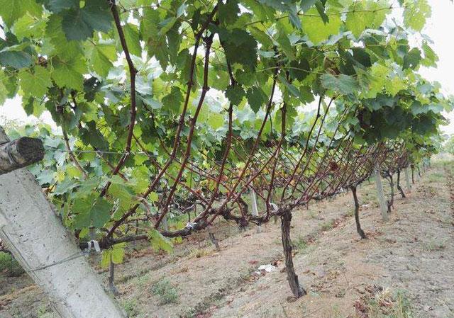 葡萄日灼病是什么病,葡萄日灼病症状比较少的品种