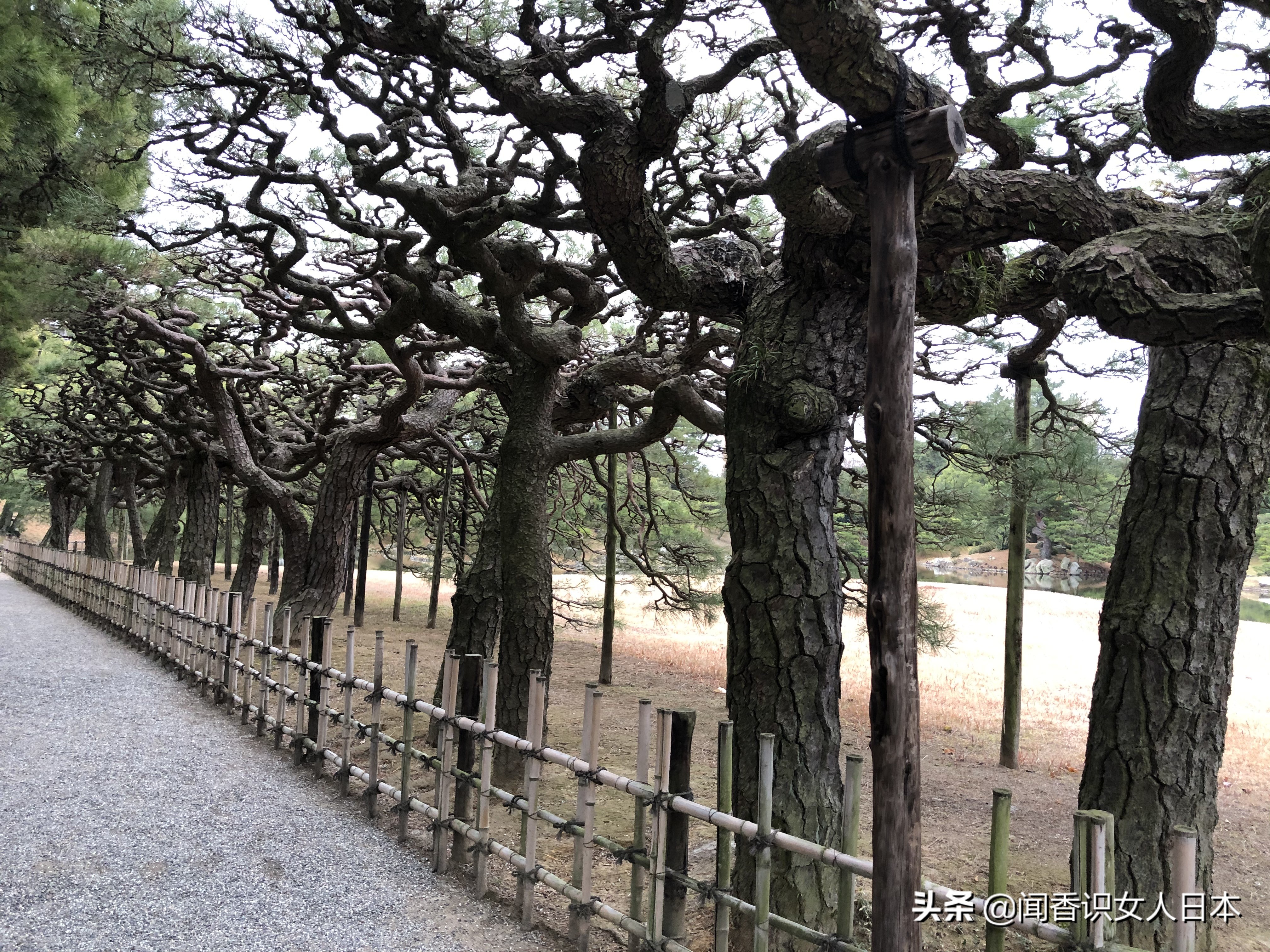 日本的米其林三星餐厅,日本米其林三星参观