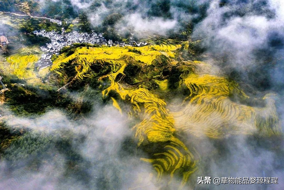 婺源这片仙境般的油菜花田已上线！超级美腻！赶紧约起来