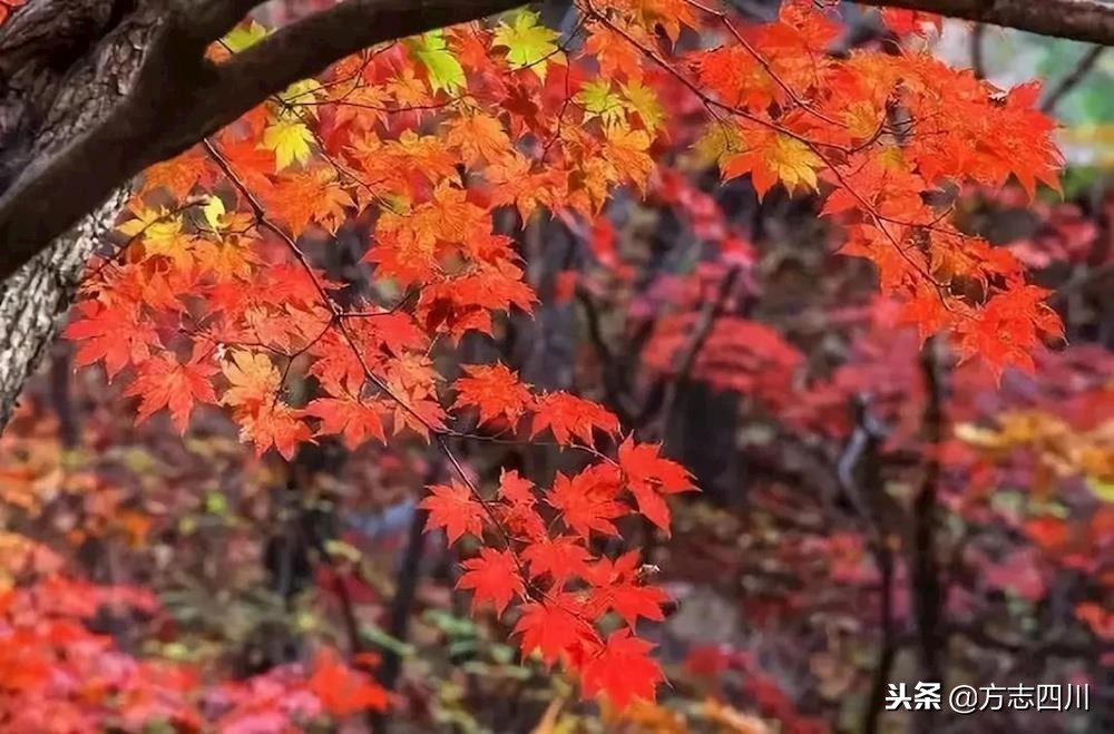 四川改革开放四十周年大事记,四川四十年改革开放对比图
