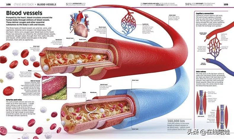 dk知识大百科全套,dk知识大百科书金银版