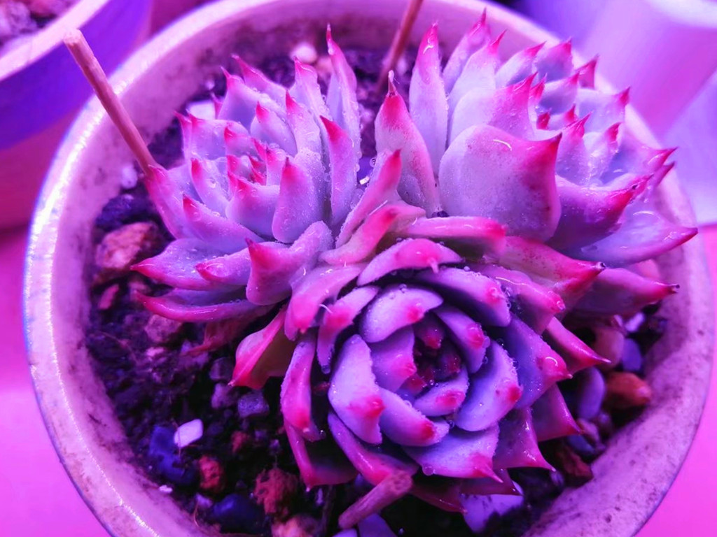 多肉水浇多了怎么办呢,多肉水浇多了怎么补救