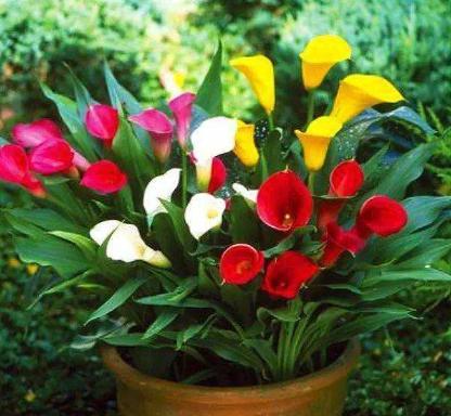 马蹄莲盆栽的养殖方法和注意事项,马蹄莲休眠春天什么时候发新芽