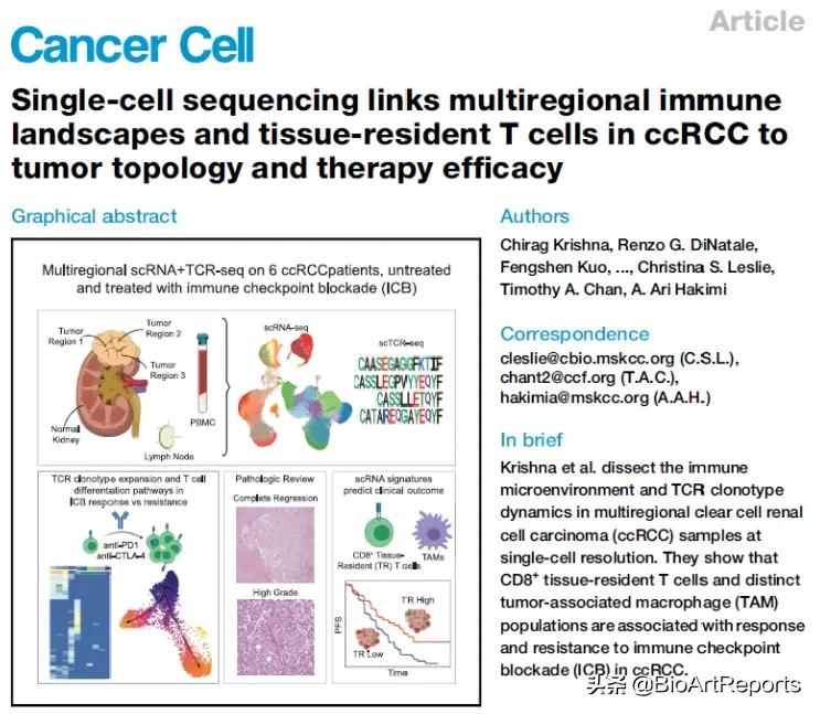 ​3篇《细胞》子刊同期聚焦！肾癌的免疫治疗最新进展
