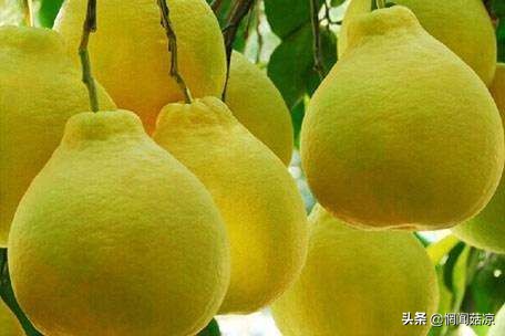 扒一扒那些惊艳了你的名字,扒几种你不一定吃过的水果