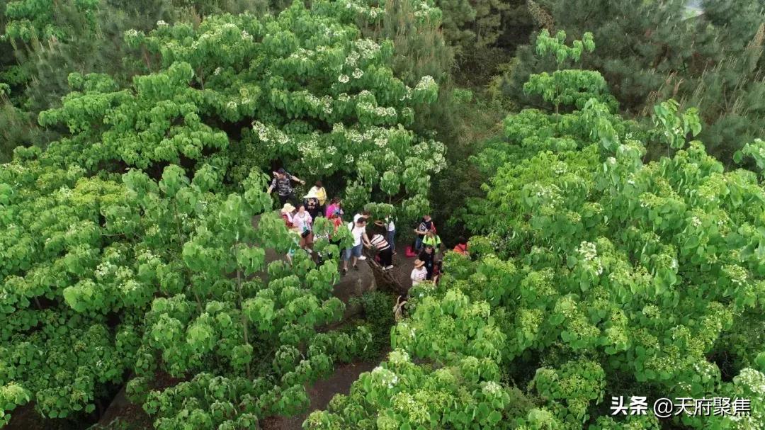 仁寿夏季旅游景区,2020仁寿旅游