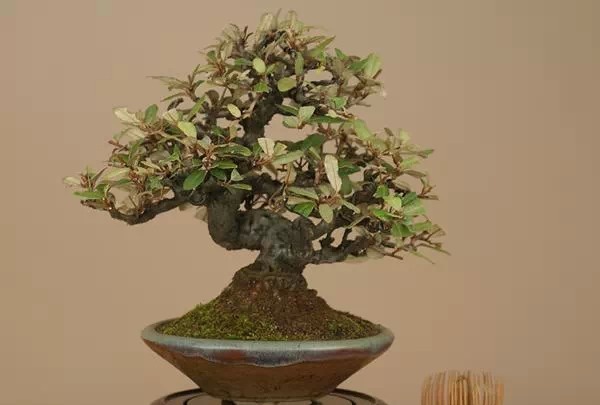 胡秃子做盆景好看吗,胡秃子盆景四季结果吗