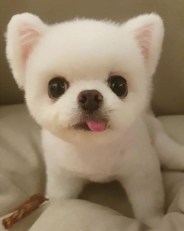 喷什么防止狗狗乱尿,怎么缓解狗狗尿闭