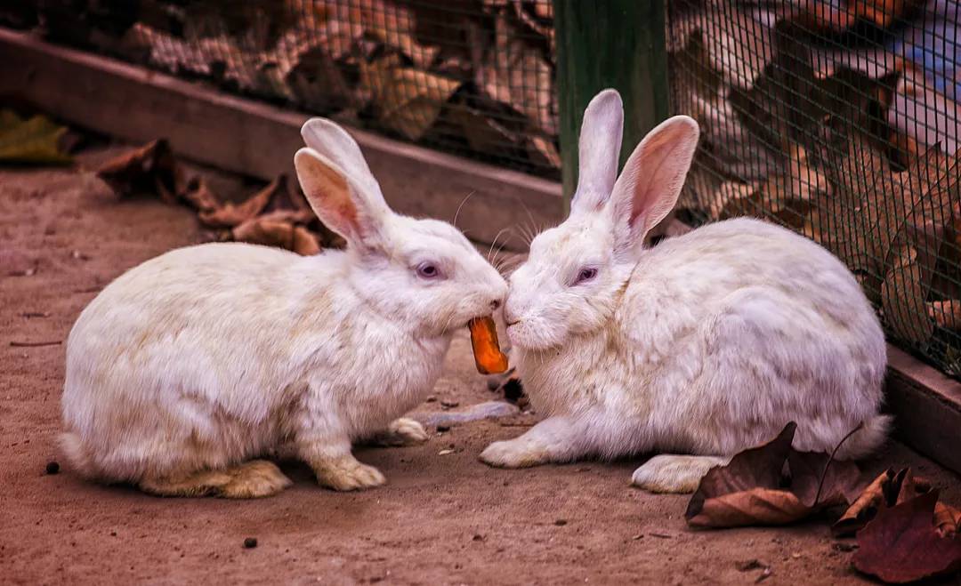 市场监管总局食品不合格通告,市场监管总局公布食品安全不合格