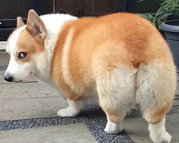 柯基46斤减肥,怎么训练柯基游泳减肥