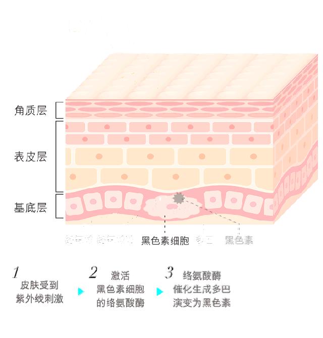 烟酰胺熊果苷vc美白功效的区别,烟酰胺熊果苷左旋vc传明酸
