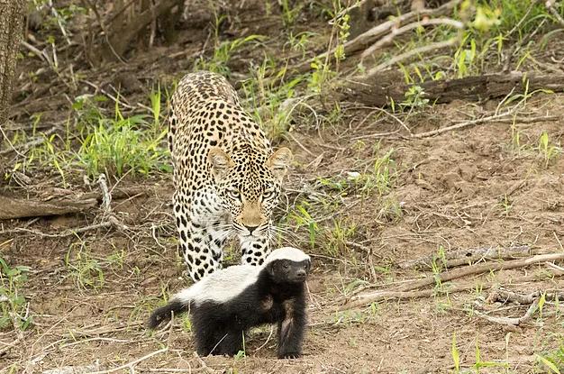 平头哥蜜獾的天敌有哪些,平头哥蜜獾真的没有天敌吗