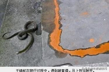 夜钓怎样防蛇进身边,夜钓防蛇最简单方法