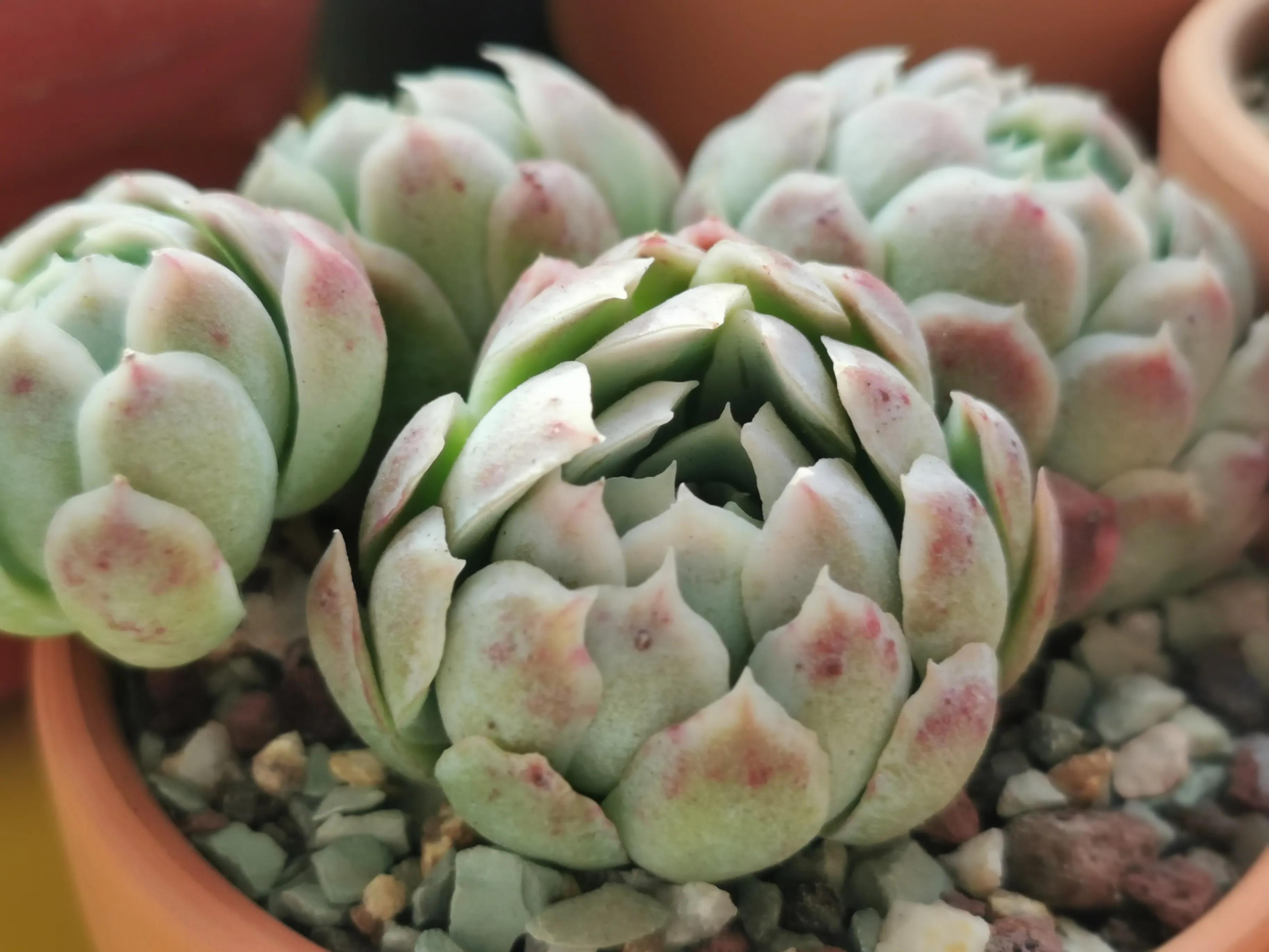 多肉品种大全大集合,多肉35元一盆图片