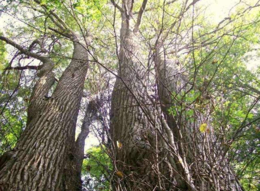 南召宝天曼地质公园,宝天曼内乡地质公园