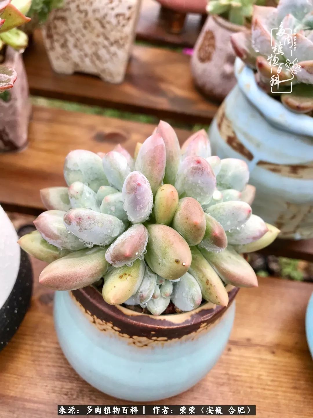 入秋后多肉是露养好还是室内养好,入夏后露养的多肉要搬进室内吗