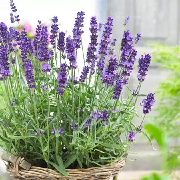 好养的盆栽花卉大全,人养花花