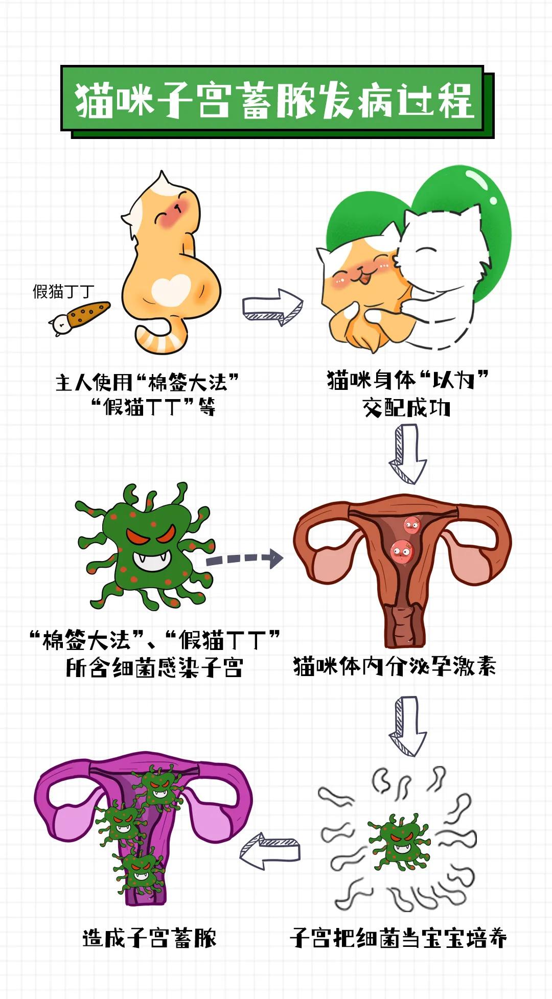 用棉签能让母猫停止发情？快别傻了……