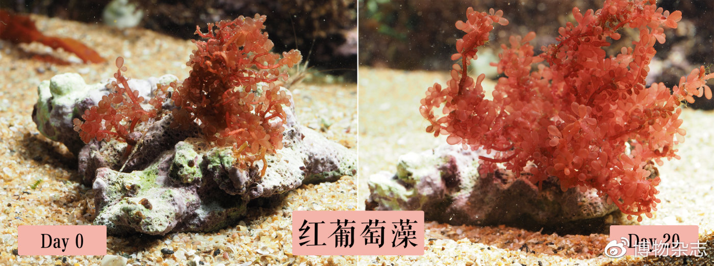 迷你小鱼缸底滤缸制作教程,小鱼缸雨林缸制作全过程