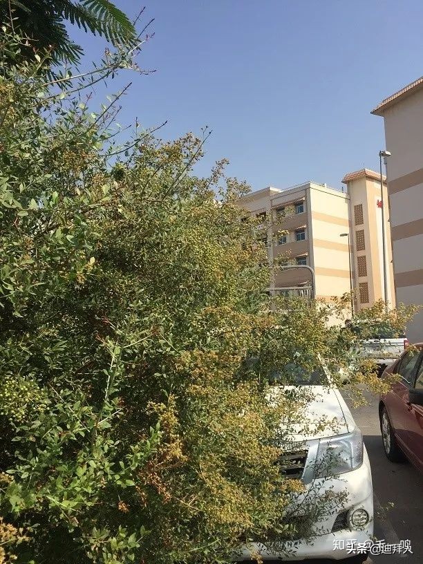 迪拜种植一棵树的成本,在迪拜种一棵树一年的成本