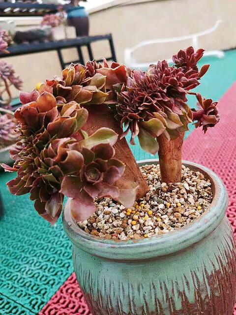 多肉法师韶羞现在能摘心吗,多肉法师欧紫跟韶羞的对比图