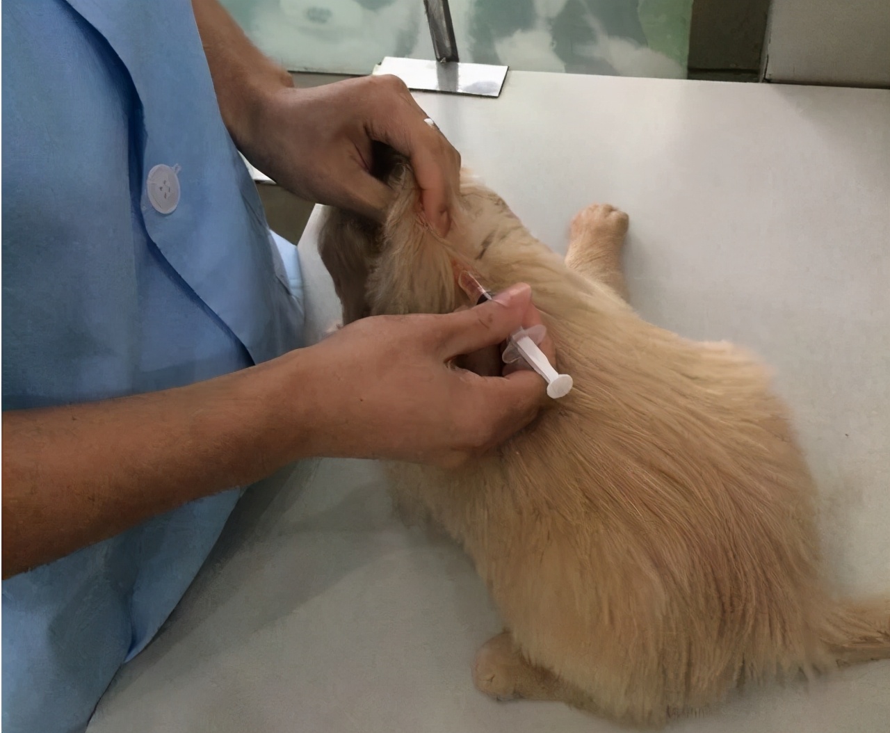 金毛犬养一只好还是一对好,养一只金毛犬一个月要多少费用