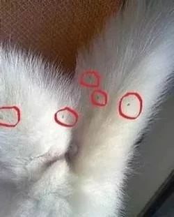 菊部边上长了个肉疙瘩,菊部周边有个白色脓包