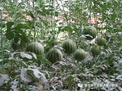 西瓜茎基腐病专用药,西瓜茎腐病最佳防治方法