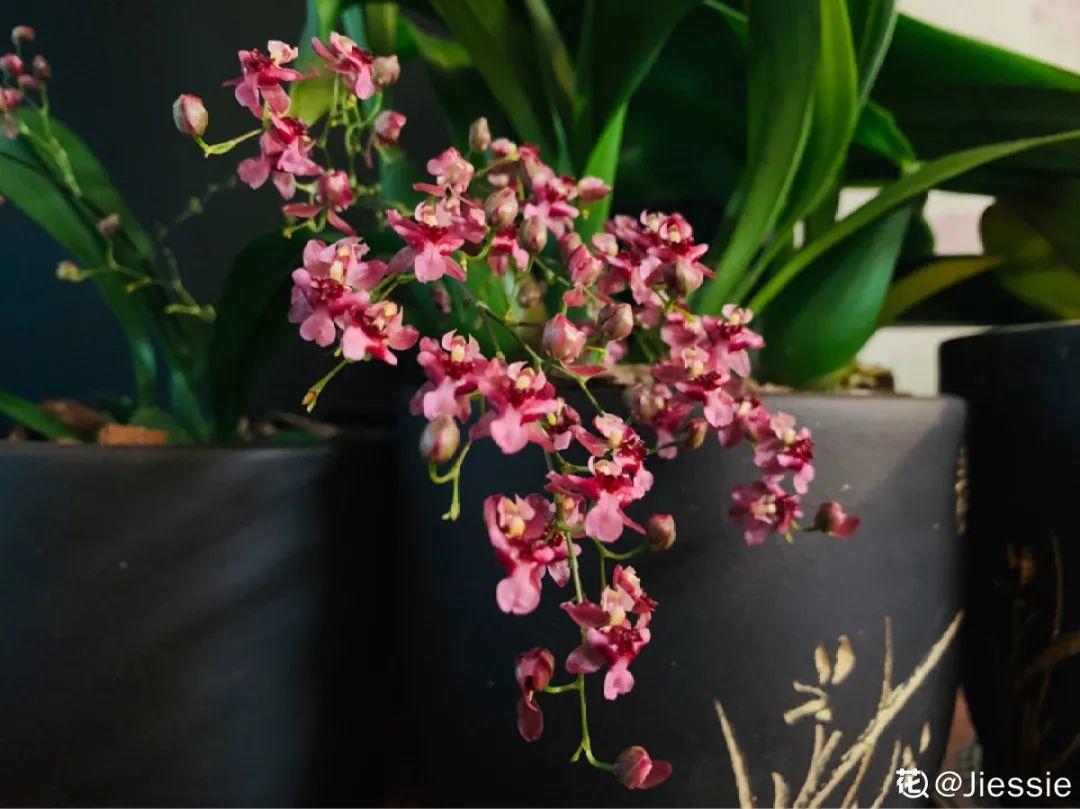 耐养的香水花,种室内香水花