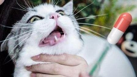 我的猫一直吐舌头喘,如何判断猫是否得猫口炎