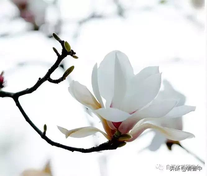 介庙牡丹（昊然）