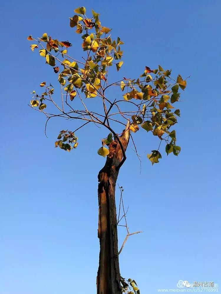 瓯江山水美如画,浙江瓯江旅游景点大全