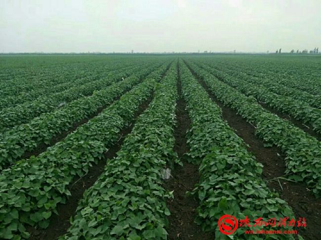 玉田红薯新品种,新品种红薯图片大全
