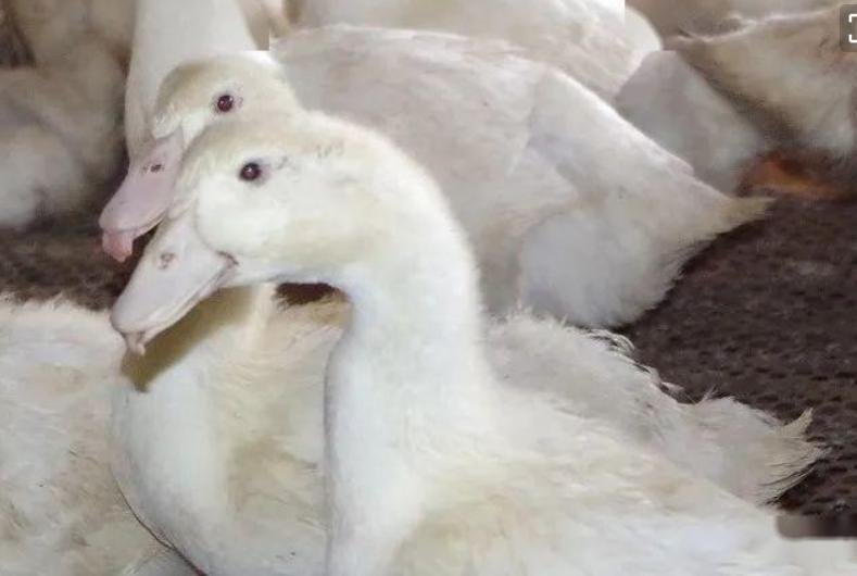 鸭大舌头病症,鸭大舌头病传染吗