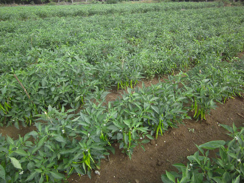 辣椒结果后长虫怎么办,辣椒各生长阶段病虫害防治