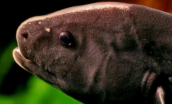 魔鬼刀鱼养殖方法,小型观赏鱼魔鬼刀