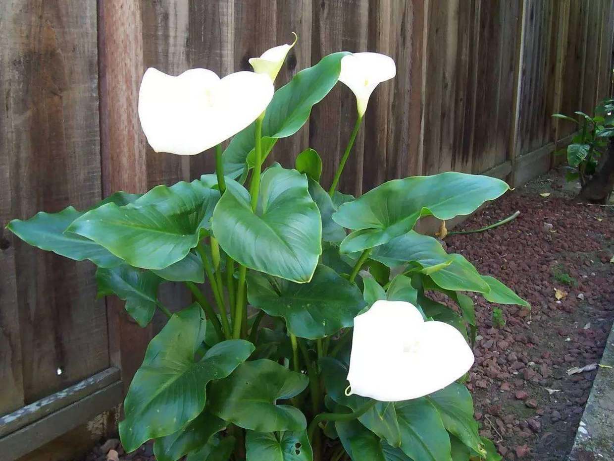 马蹄莲开花的原因,马蹄莲开花有什么寓意