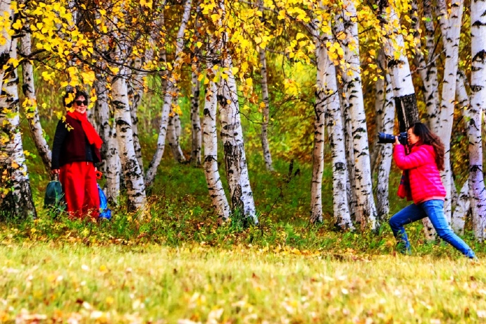 秋季最美的白桦林风景,坝上草原白桦林秋色图片