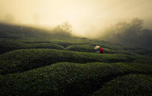 做过苏州东山的采茶女，我才品出了这世间的甘甜