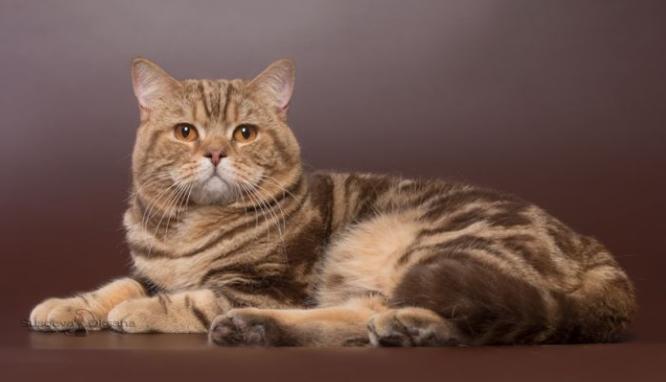 英短猫长大后是什么样的,英短猫的成长大小跟什么有关