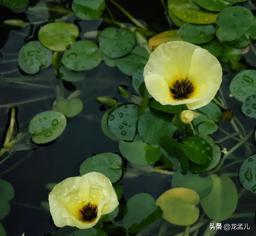 水金英，适合养在庭院大水缸里的景观植物！清新美丽又治愈