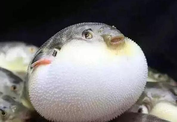 中了河豚毒怎么办,河豚的毒是怎么解