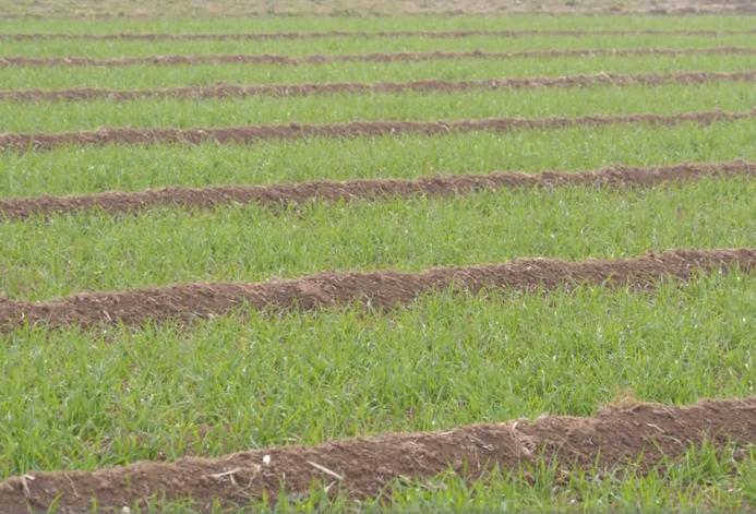 小麦种得晚产量低吗,旱地小麦为什么产量低