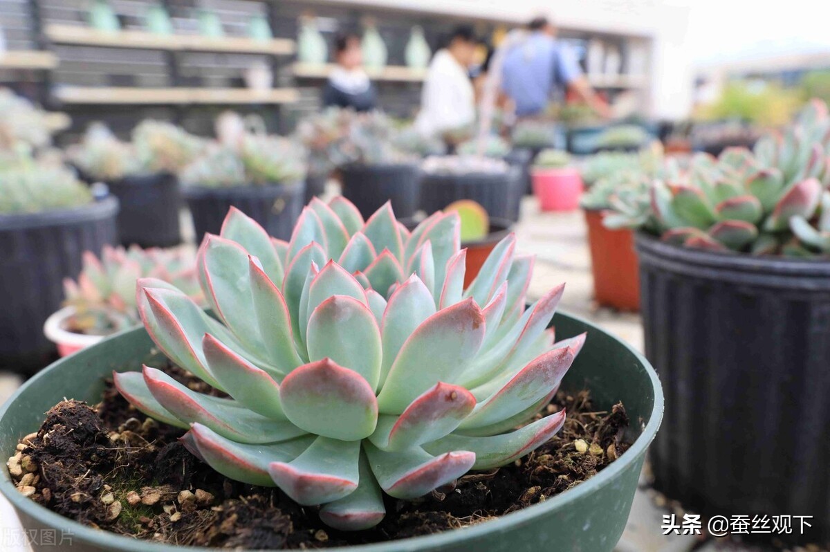 沭阳县百强县排名,中国百强县江苏沭阳