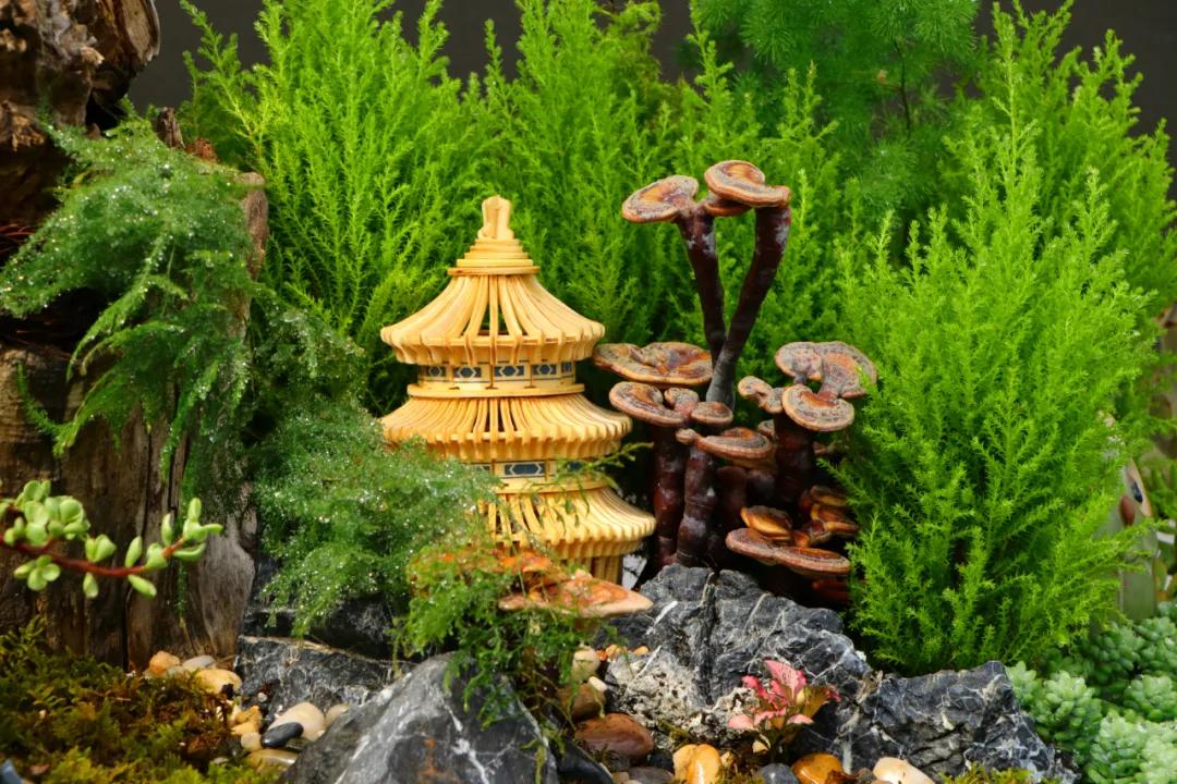 这个年销量上亿株多肉的县城，举办了首届多肉电商节