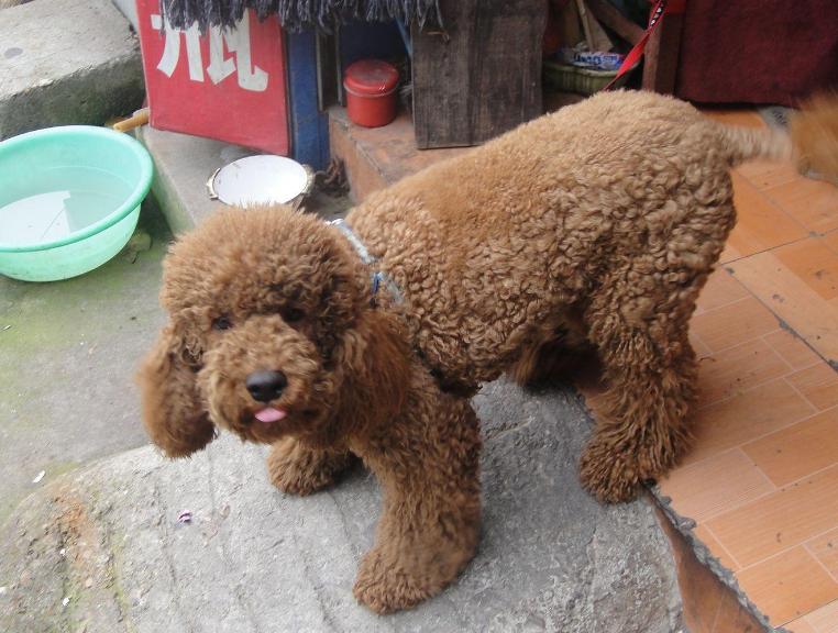 怎样挑选好的泰迪犬,挑选泰迪犬的小技巧有哪些