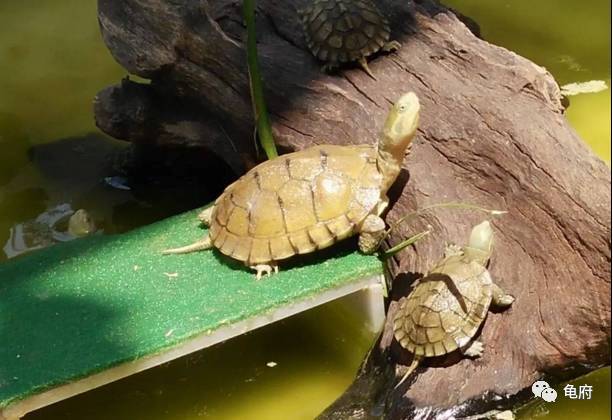 鉴赏花草模板,小青苗照片