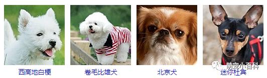 狗狗品种分类大全,狗狗品种鉴定