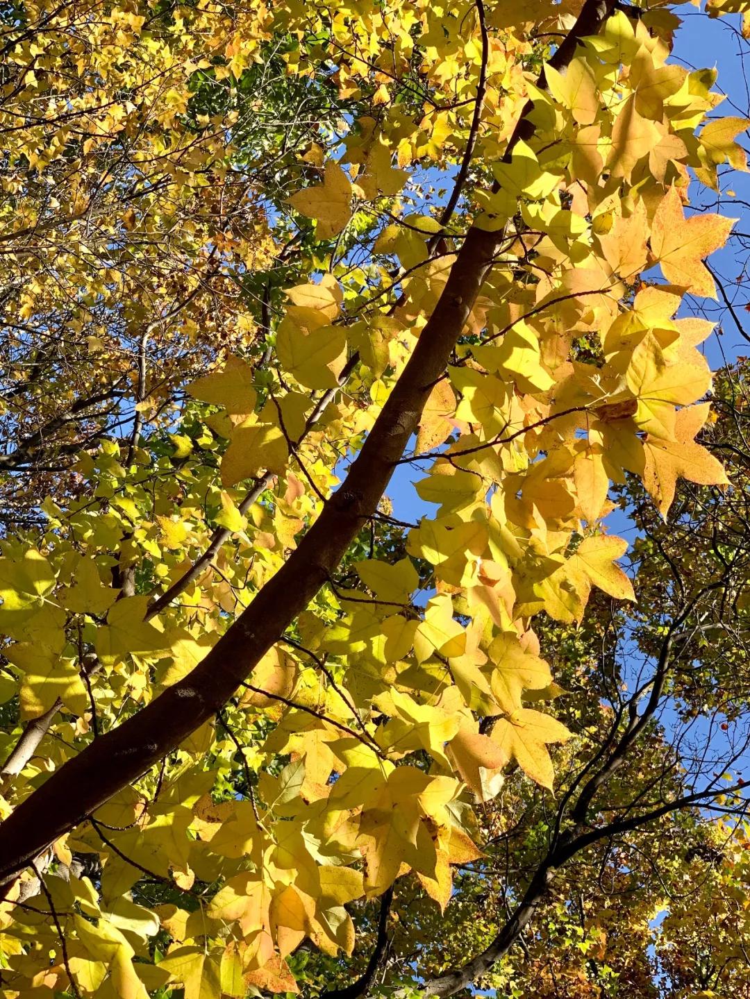 秋色正艳|掌握这6个小技巧，教你拍出绝美秋景