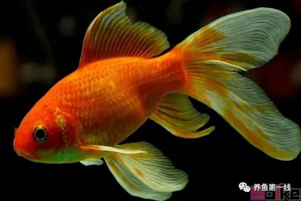 金鱼常见的品种可以分成哪五大类,金鱼品种大全及图释